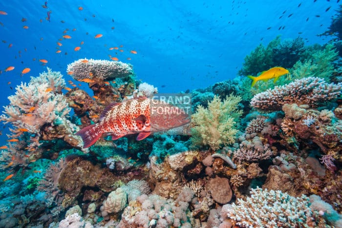 Océan corail photo impression et toile