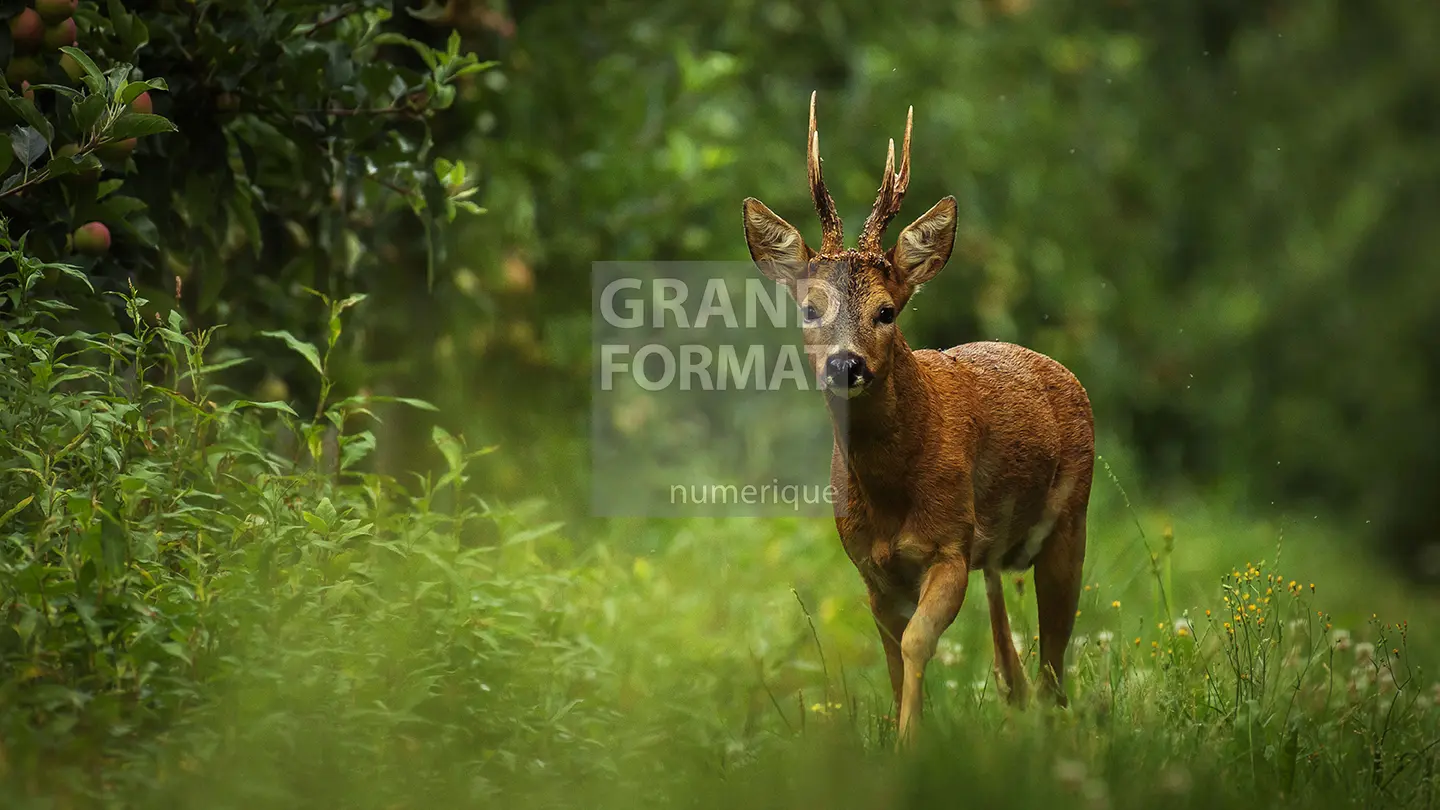 Animaux forêt photo impression et toile