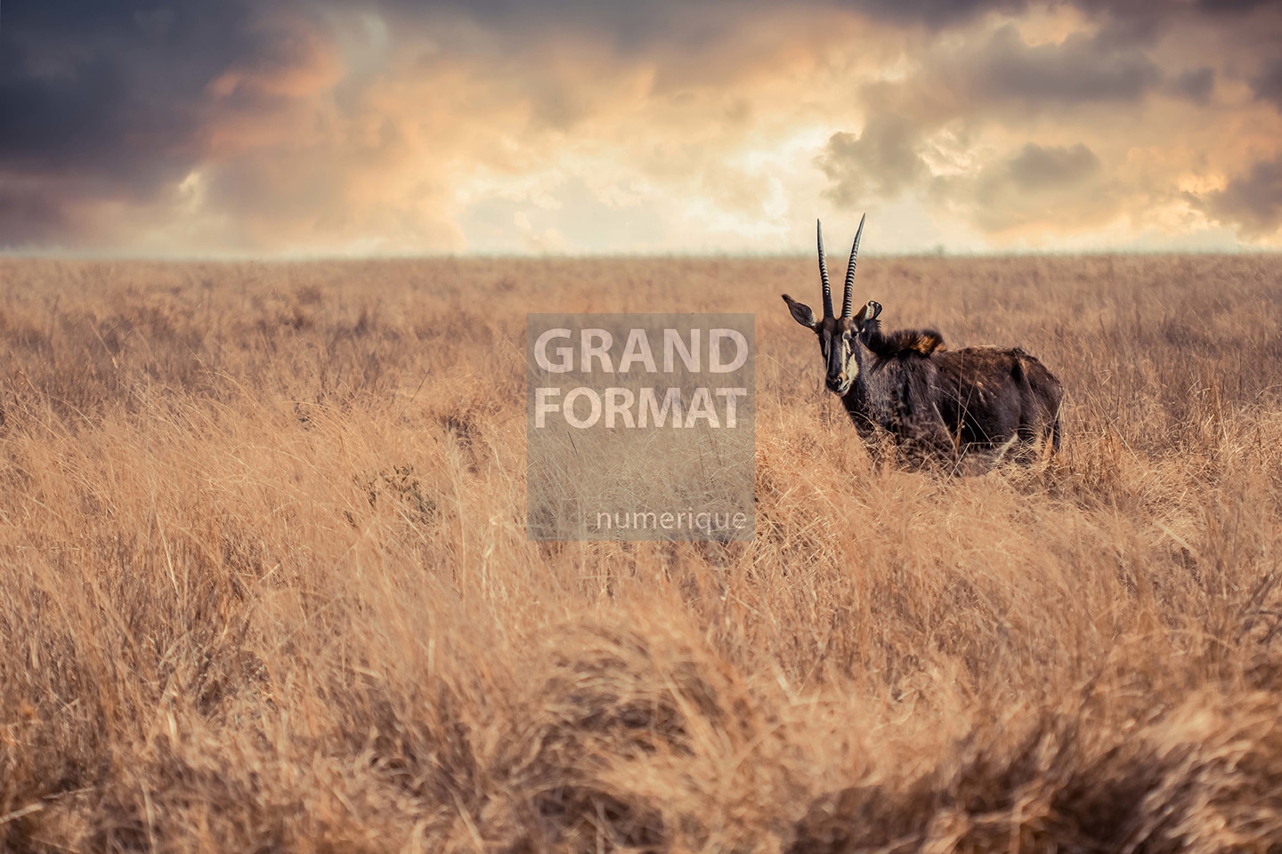 Savane Afrique photo impression et toile