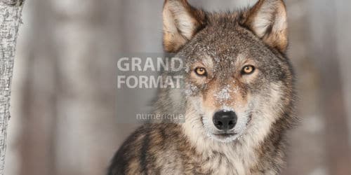Loup faune photo impression et toile