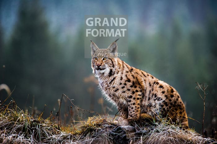 Lynx montagne photo impression et toile