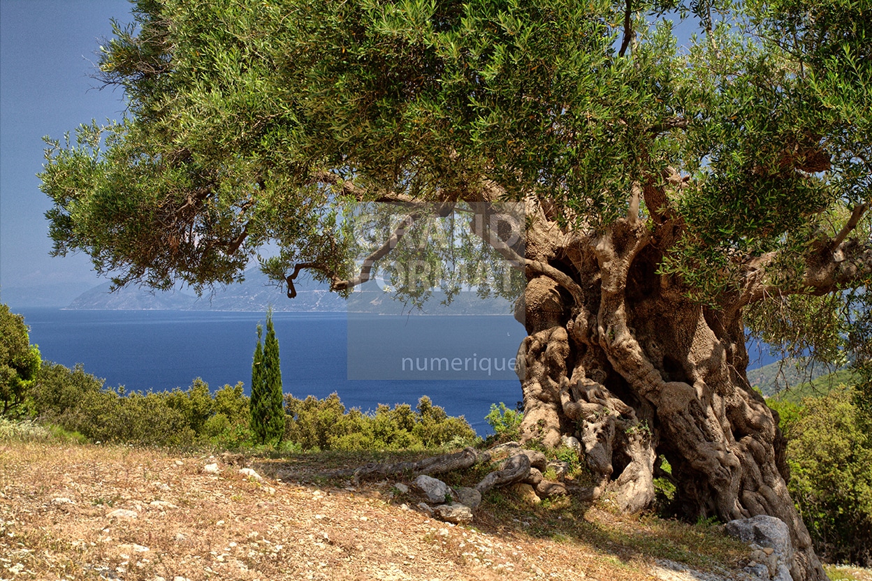 Olivier, mer photo impression et toil